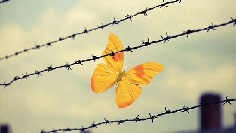 «Dovremmo essere tutti quella farfalla gialla che vola sopra i fili spinati»