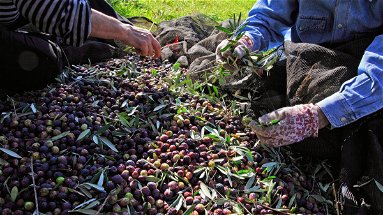 FaiCisl Calabria: «Valorizzare l’eccellenza dell’agroalimentare calabrese per il lavoro e il territorio»