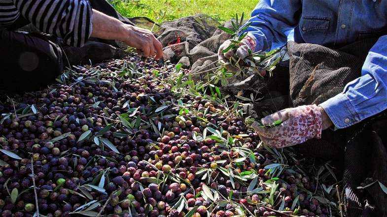 FaiCisl Calabria: «Valorizzare l’eccellenza dell’agroalimentare calabrese per il lavoro e il territorio»