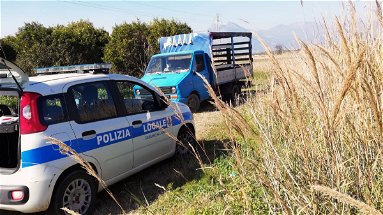 Cassano, rubano quintali di arance: la Polizia Locale scopre e blocca l’azione illegale 