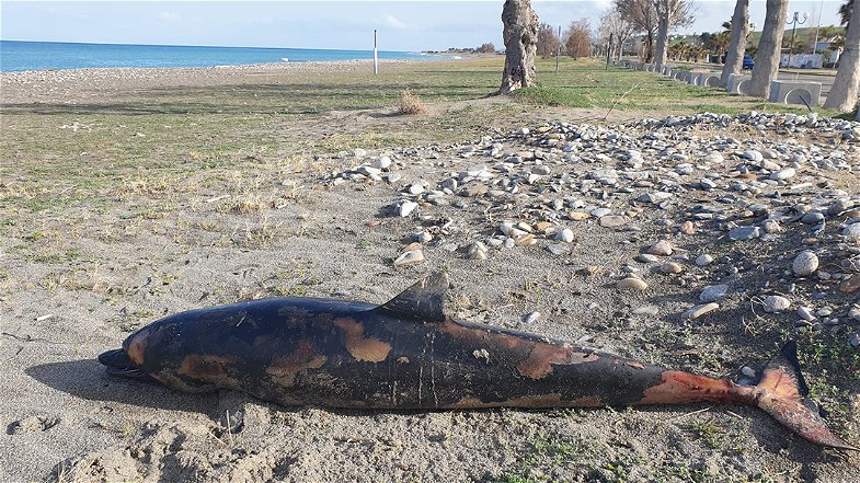 Ritrovata la carcassa di un delfino sulle spiagge di Centofontane