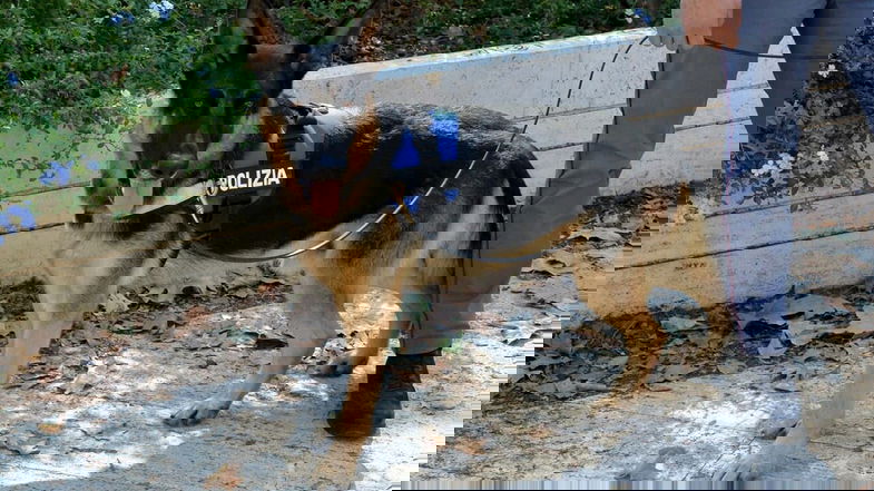L'infallibile fiuto di