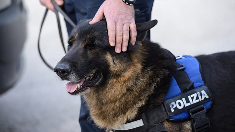 I cani antidroga della Polizia trovano dell’hashish nel cortile di una scuola