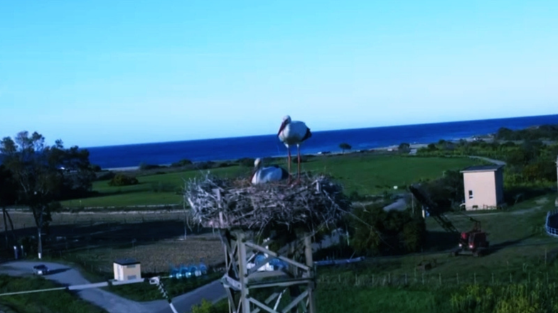 Una maestosa coppia di cicogne sovrasta la piana di Sibari
