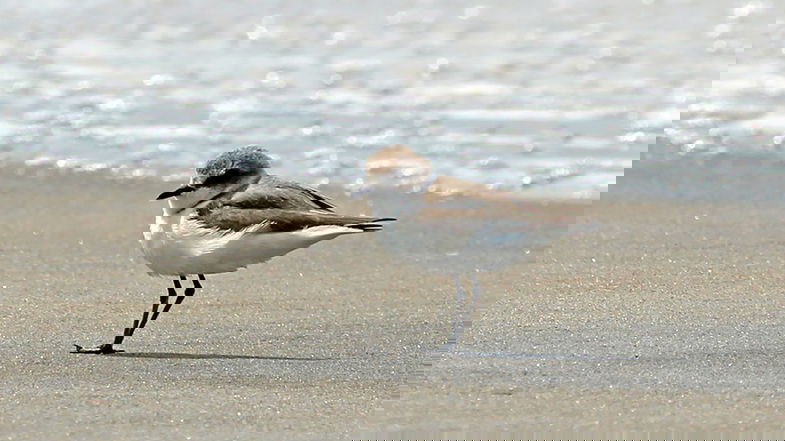 Arrivano i primi fratini sulle spiagge calabresi, uno dei parametri per l’assegnazione della Bandiera Blu