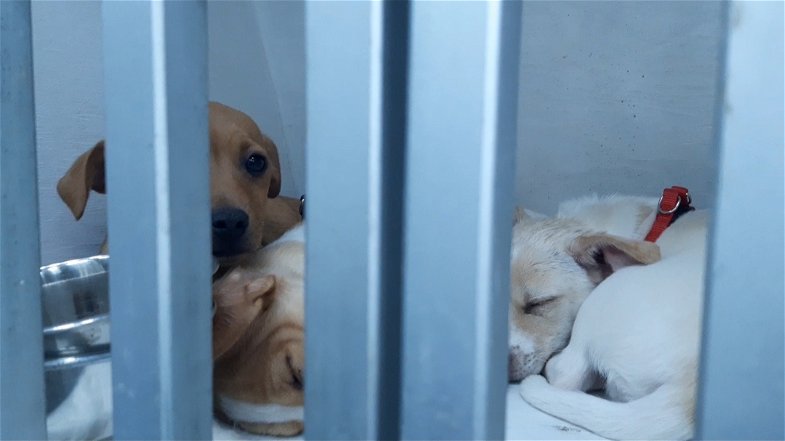 “Traffico” di cani e gatti dalla provincia di Cosenza: fermata una staffetta illecita con più di 30 animali