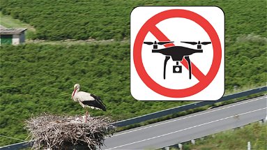 No ai droni vicino ai nidi, nessuno disturbi le Cicogne bianche