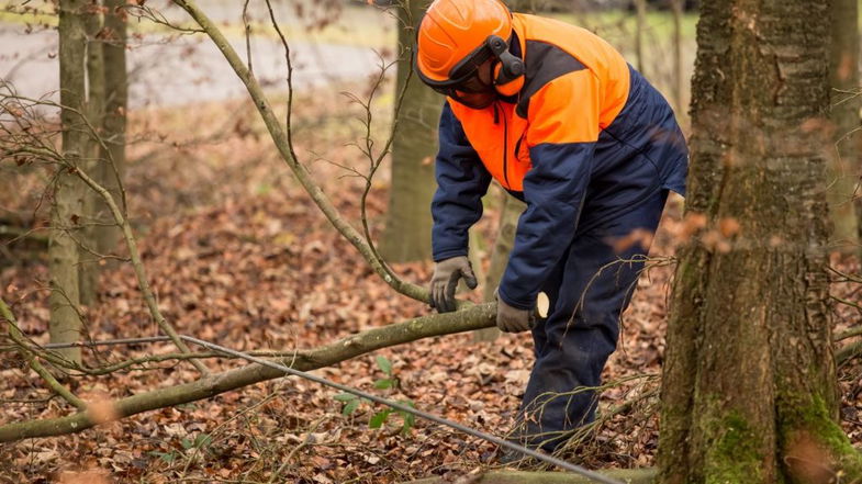 Fai Flai e Uila si preparano per la mobilitazione regionale dei lavoratori del settore forestale