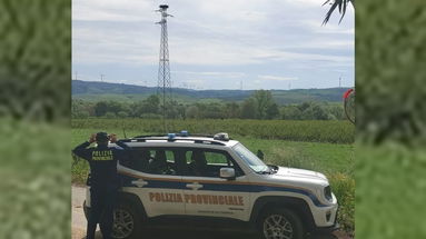 Sorvegliare i nidi di Cicogna bianca: ecco il piano attuato dalla Polizia Provinciale di Cosenza 