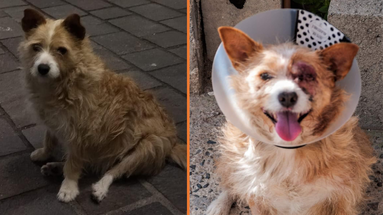 Pina, il cane di quartiere crudelmente percosso ritorna a “sorridere” e la sua coda a scodinzolare 