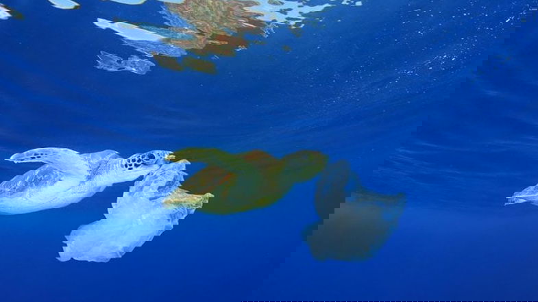 Trebisacce dopo il ritorno della Bandiera Blu si candida a diventare Comune Plastic Free