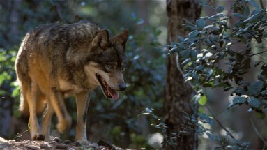 Contro il bracconaggio e a tutela del lupo, approvata la mozione di Laghi