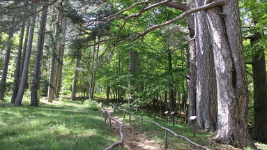 I Giganti della Sila protagonisti delle “Camminate nella biodiversità” promosse dal Fai