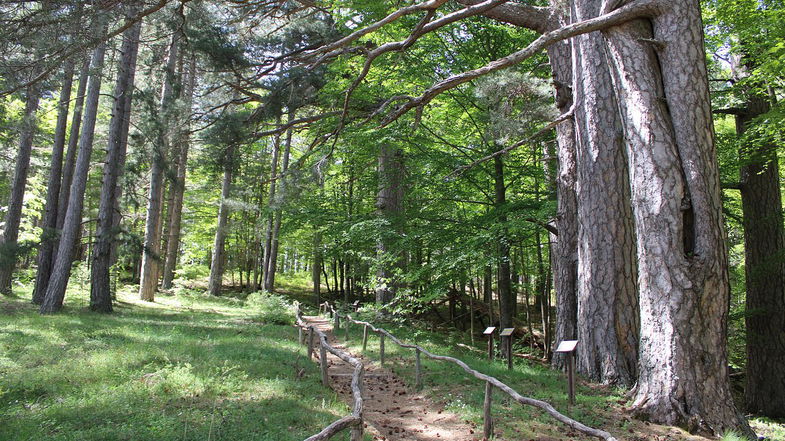 I Giganti della Sila protagonisti delle “Camminate nella biodiversità” promosse dal Fai