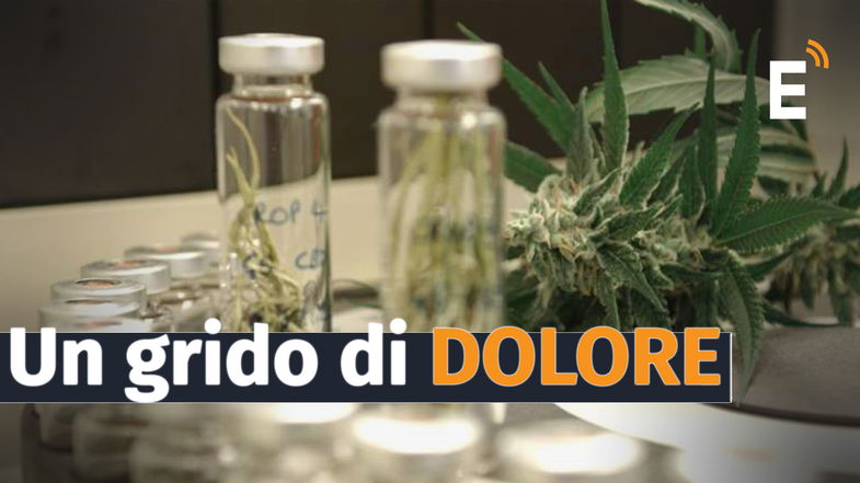 Cannabis terapeutica: accesso ancora vietato. Dalla Sibaritide-Pollino il grido di dolore di chi vive il calvario della sofferenza