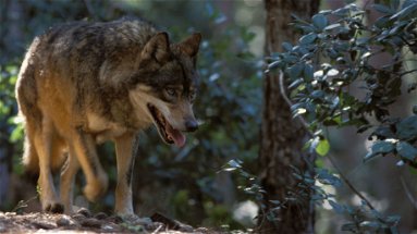 I lupi aggrediscono le mandrie: a Paludi uccisi 4 vitelli e una bovina