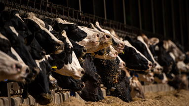 Nasce il primo latte fresco Alta qualità 100% calabrese