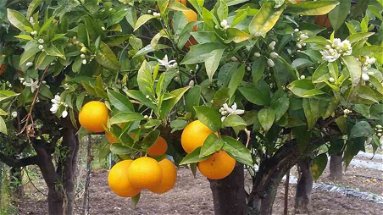 Profumo di arancia per la città: la “Festa del Biondo Tardivo” di Trebisacce si riconferma un successo 