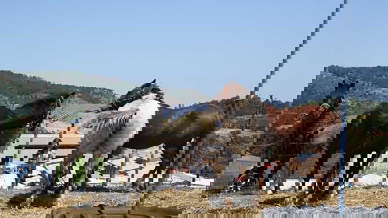 Campana, tutto pronto per la 557^ edizione della Fiera della Ronza