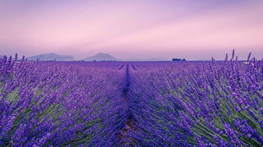 Sulle colline di Roseto Capo Spulico nasce l'