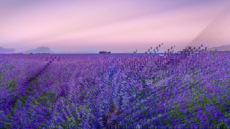 Sulle colline di Roseto Capo Spulico nasce l'