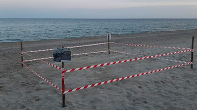 Trovato il primo nido di Tartaruga marina (Caretta caretta) sulle spiagge calabresi. Subito messo in sicurezza