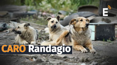 Randagismo, Co-Ro spende mezzo milione l'anno e le strade della città sono piene di cani