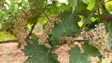 Frascineto è in piena emergenza Peronospora: a rischio la campagna vitivinicola 2023