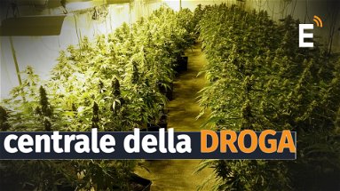 Un capannone adibito a serra per una grande piantagione di Marijuana: arrestati tre cinesi e un italiano - VIDEO