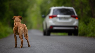 Parte la campagna #AmamiEBasta di Animal Protection e Anas contro abbandono e randagismo