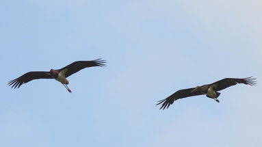 Cicogna Nera: l’ultimo avvistamento in Sila segnala quattro splendidi e rari volatili