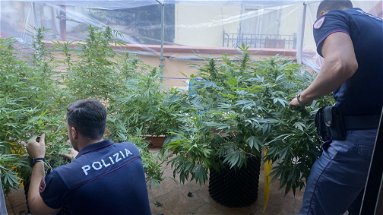 Il nord-est della Calabria è diventato una mega centrale di produzione di Marijuana: ieri altro maxi sequestro