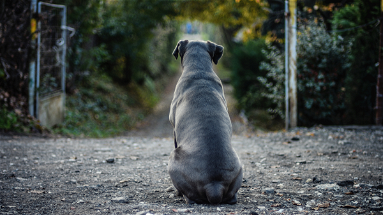 Trovato un cane corso privo di vita a Lauropoli: sembrerebbe essere stato trascinato e ustionato