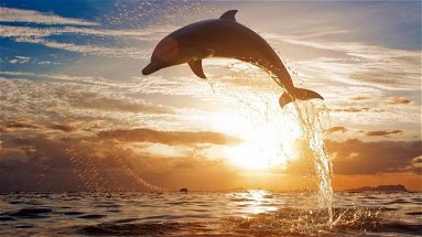 Il delfini danzano sullo Jonio tra lo stupore e la curiosità dei bagnanti 