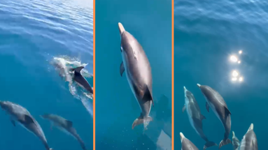 La danza dei delfini incanta ancora la costa jonica calabrese – VIDEO 