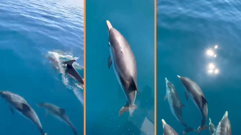 La danza dei delfini incanta ancora la costa jonica calabrese – VIDEO