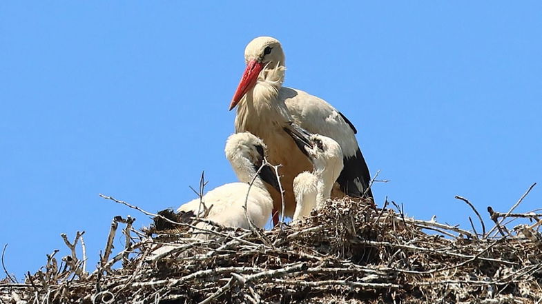 Ottanta pulcini di Cicogna bianca sono nati quest’anno in Calabria: 30 in meno rispetto al 2022