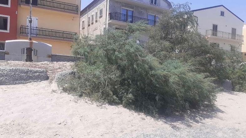 Taglio di Tamerici sul lungomare di Cariati: «Uno scempio. Chiediamo trasparenza»