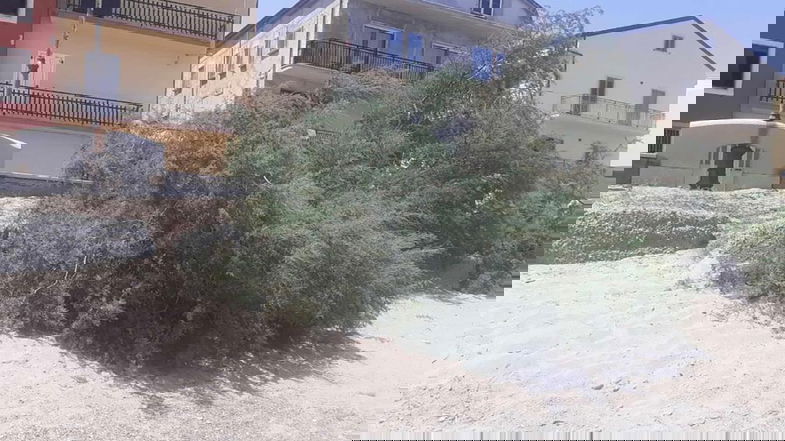 Taglio di Tamerici sul lungomare di Cariati: «Uno scempio. Chiediamo trasparenza»