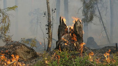  «L'ambientalismo estremo favorisce gli incendi boschivi» 