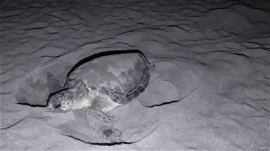 La tartaruga Caretta caretta ha scelto la spiaggia di Villapiana per nidificare