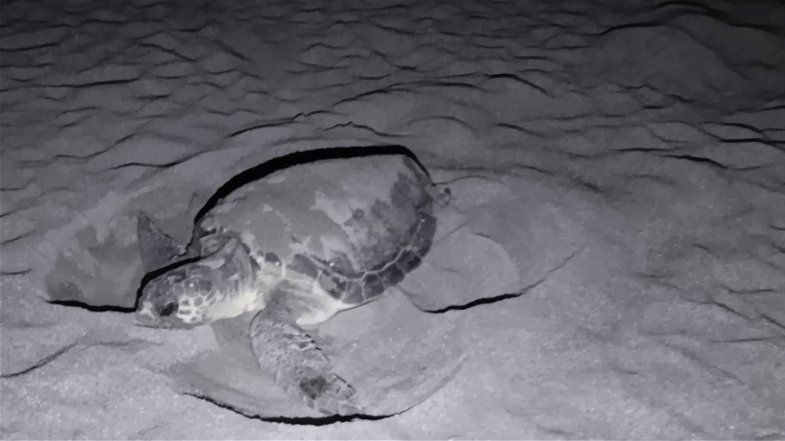 La tartaruga Caretta caretta ha scelto la spiaggia di Villapiana per nidificare