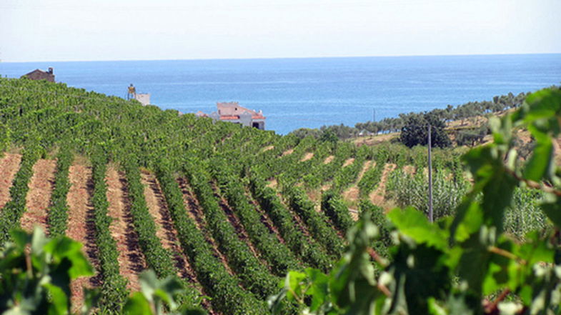 Vendemmia 2023, la sentenza di Coldiretti: «Non sarà un'annata che rimarrà nella storia»