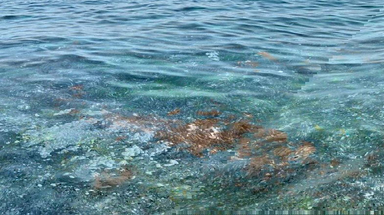 Mare Mostrum, impietosi i dati di Legambiente sui reati ambientali che colpiscono il mare calabrese