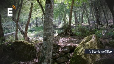 Il mistero dei megaliti nel bosco di Castroregio