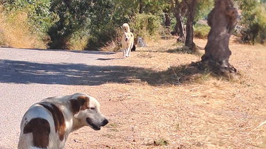 Frascineto, i cani di un pastore girovagano liberi per il territorio: disagi per animali e cittadini