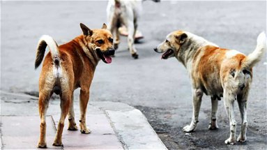 Co-Ro Pulita su randagismo e servizi veterinari: «Asp blocca gli ingressi e la legge regionale è ferma da un anno»