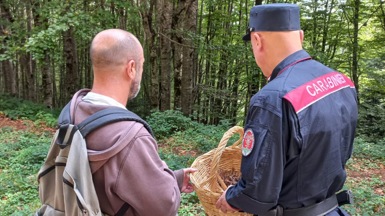 Controllati oltre cinquanta soggetti intenti alla raccolta di funghi: decine le sanzioni 