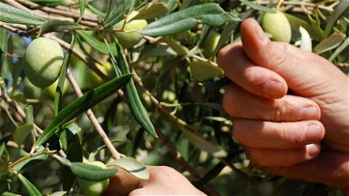 Aic Cosenza conferma: «Annata difficile per molti olivicoltori»