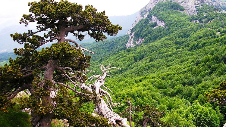 I 30 anni dell'Ente Parco Nazionale del Pollino con un evento dell'associazione GradoZero